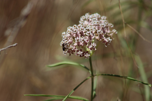 iNaturalist observation photo of narrowleaf milkweed