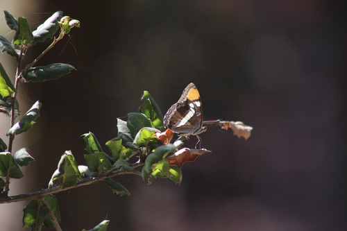 iNaturalist observation photo of California Sister