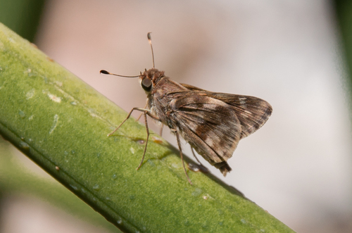 Pompeius Skipper