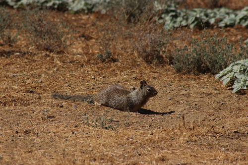 iNaturalist observation photo of California Ground Squirrel