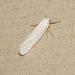Buttered False-Footman - Photo (c) Wolf-Achim and Hanna Roland, all rights reserved, uploaded by Wolf-Achim and Hanna Roland