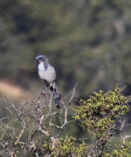 iNaturalist observation photo of California Scrub-Jay