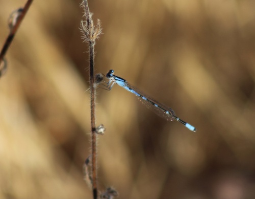 iNaturalist observation photo of Bluets