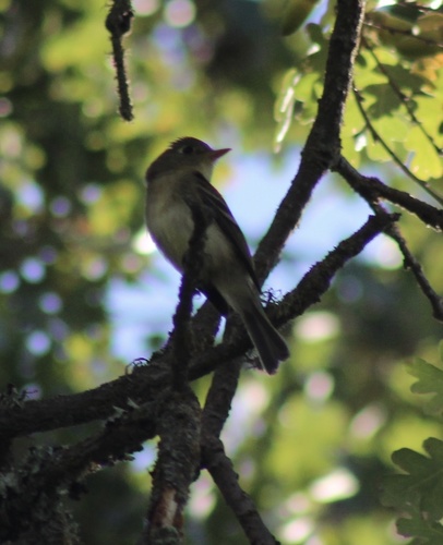 iNaturalist observation photo of Western Flycatcher