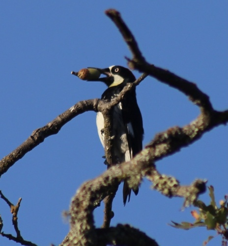 iNaturalist observation photo of Acorn Woodpecker