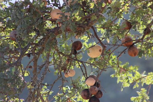 iNaturalist observation photo of California Gall Wasp