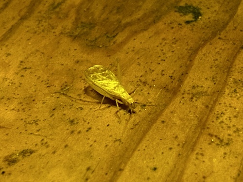 iNaturalist observation photo of Western Tree Cricket