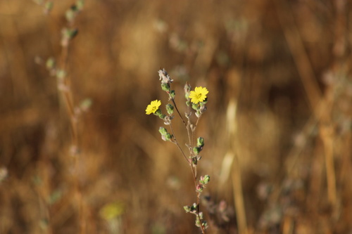 iNaturalist observation photo of common hareleaf