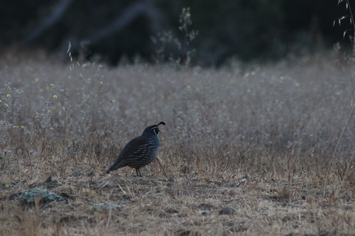 iNaturalist observation photo of California Quail
