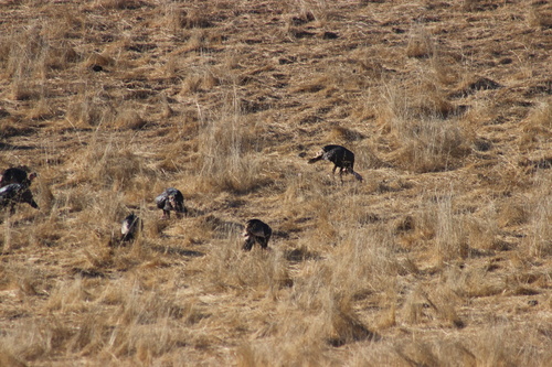 iNaturalist observation photo of Wild Turkey