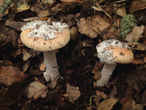 springtime amanita