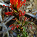 Wavyleaf Paintbrush - Photo (c) faerthen, all rights reserved, uploaded by faerthen