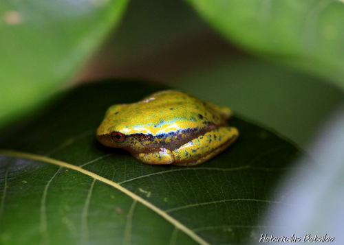 Betsileo Reed Frog