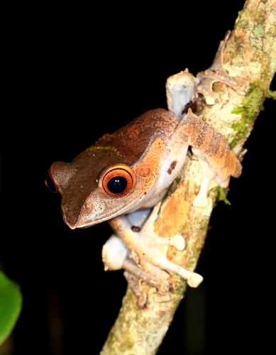 Madagascar Bright-eyed Frog