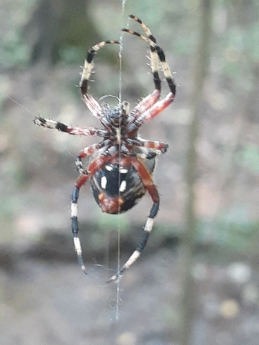 Red-femured Spotted Orbweaver