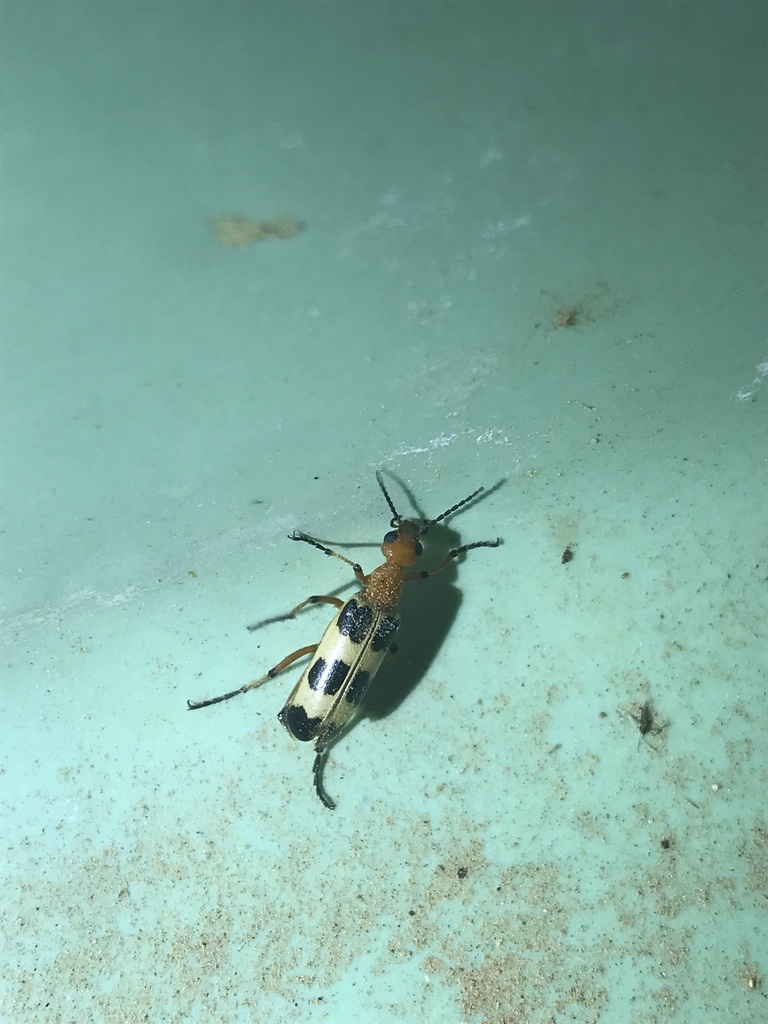 Pyrota Lineata Pyrota from Puerto Peñasco, SON, MX on September 2, 2021 at 09:59 PM by ...