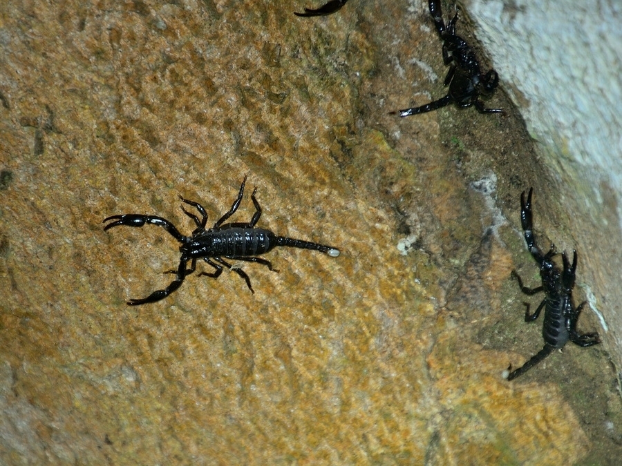 Asian Forest Scorpions From Enggano On February At Pm By Ivan Leshukov Inaturalist