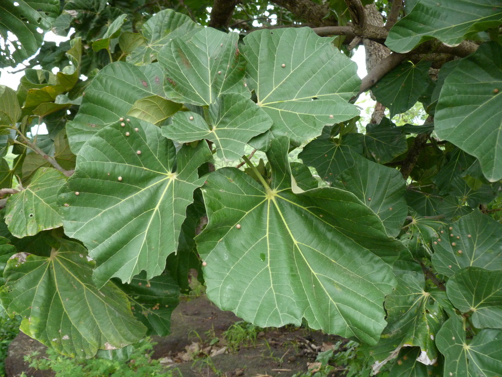 Kola Nut Tree Cola Nitida Kola Nut plant Herbalistics Kola Nut Tree Cola Nitida Kola Nut plant Herbalistics