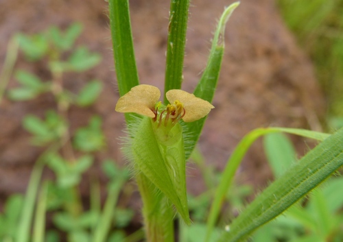 African dayflower (Commelina nigritana)