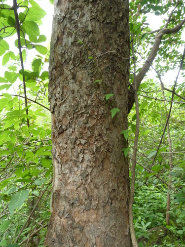 African mahogany