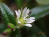 Cerastium fontanum angustifolium - Photo (c) yongzhe, all rights reserved, uploaded by yongzhe