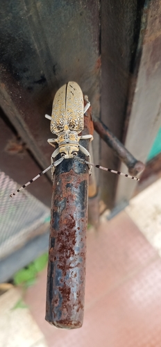 Cerosterna scabrator