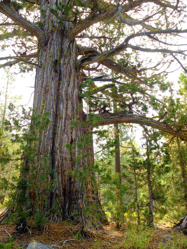 Sierra juniper