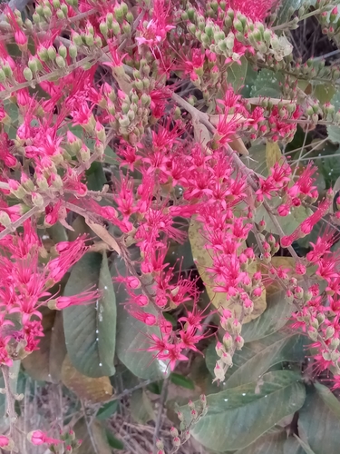 Combretum coccineum