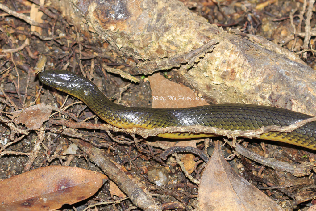 Anderson's Mountain Keelback in September 2021 by Walter Ma · iNaturalist