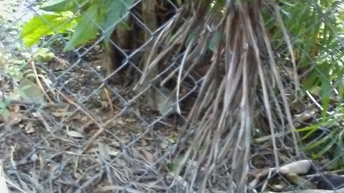 Zelebor’s Nicobar Rat (Rattus palmarum), listed as Vulnerable on the IUCN Red List