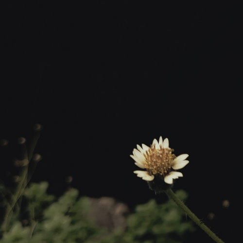 Tridax Daisy