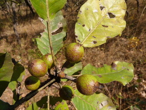 Uapaca gossweileri