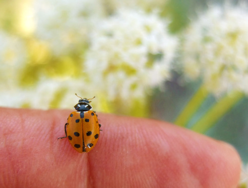 iNaturalist observation photo of Convergent Lady Beetle