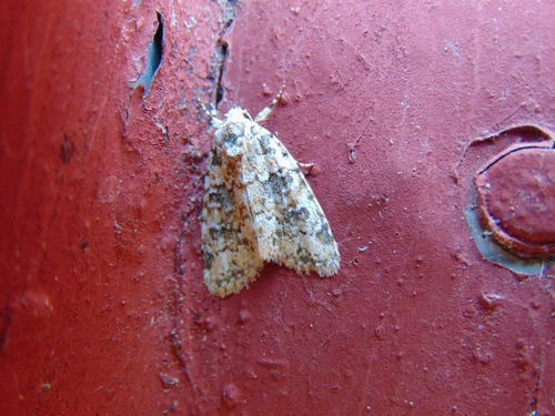 Marbled Beauty