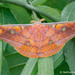 Oak Tasar Silk Moth - Photo (c) Natthaphat Chotjuckdikul, all rights reserved, uploaded by Natthaphat Chotjuckdikul