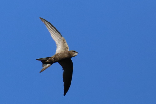 Pallid Swift