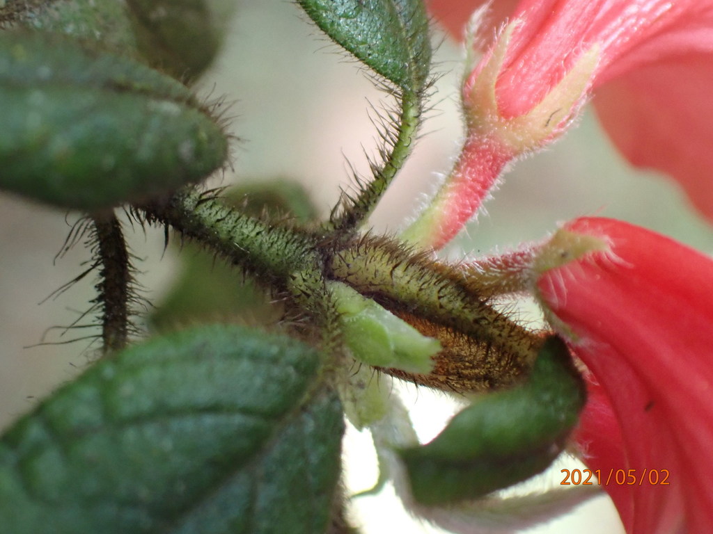 Taiwan azalea (Rhododendron oldhamii)  iNaturalist
