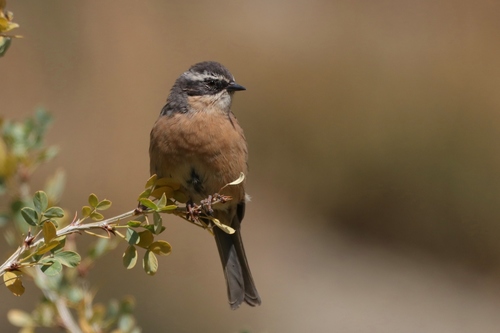 Brown Accentor