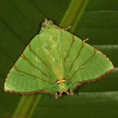 Eulepidotis viridissima image