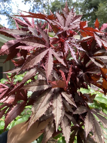 cranberry hibiscus