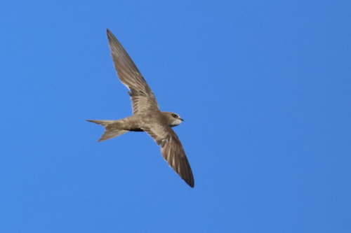Pallid Swift
