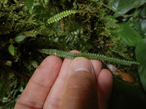 Moranopteris