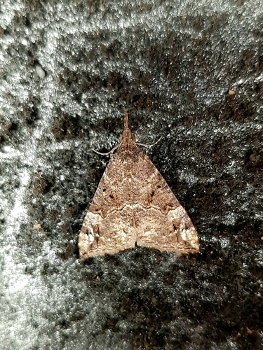 Bloxworth Snout