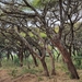 Acacia lahai