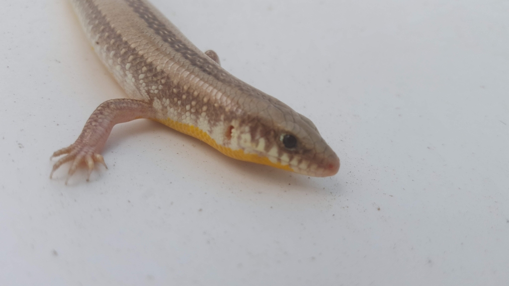 Alpine Punjab Skink