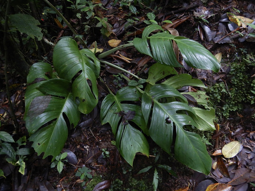 How to identify Monstera monteverdensis M.Cedeño & Croat