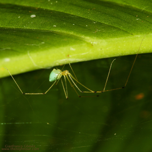 Metagonia osa