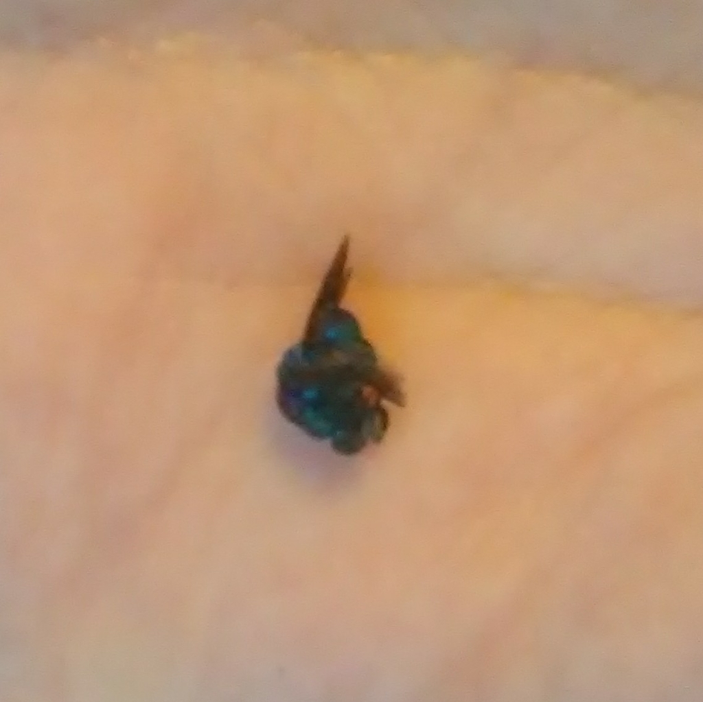 Metallic Bluishgreen Cuckoo Wasp in September 2021 by P. Henry