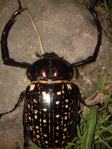 マクレイテナガコガネ (Cheirotonus macleayi) · iNaturalist