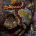 Toothed Decorator Crab - Photo (c) rosepalmer, all rights reserved
